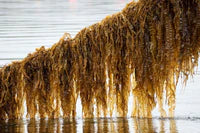 Kelp